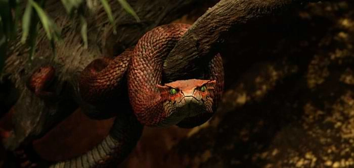 The Serpent