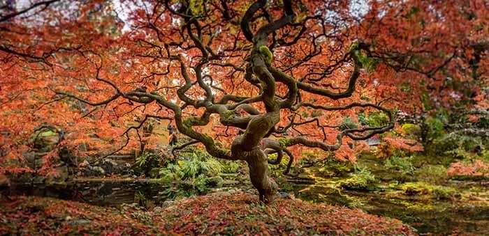 Tree Knowledge